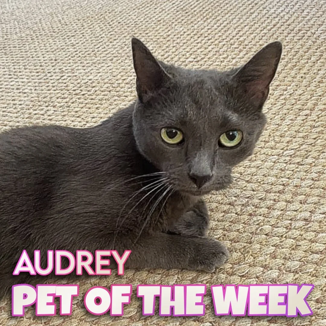🐾 Audrey 🐾