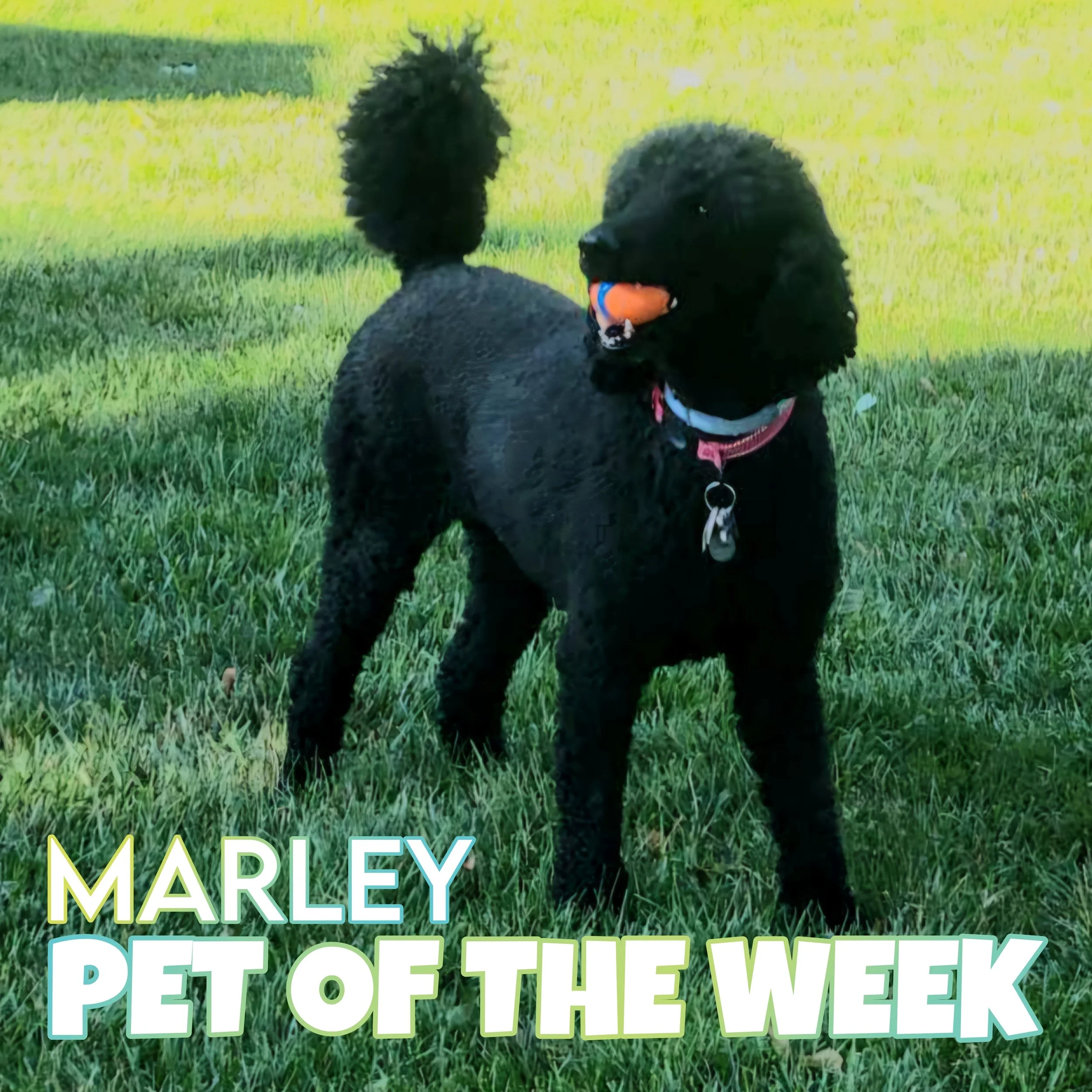 🐾 Marley 🐾