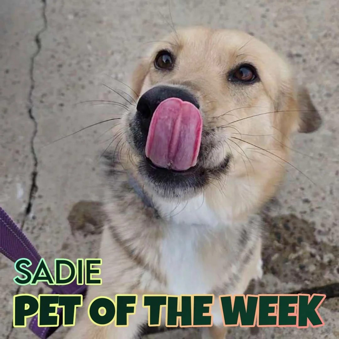 🐾 Sadie 🐾 