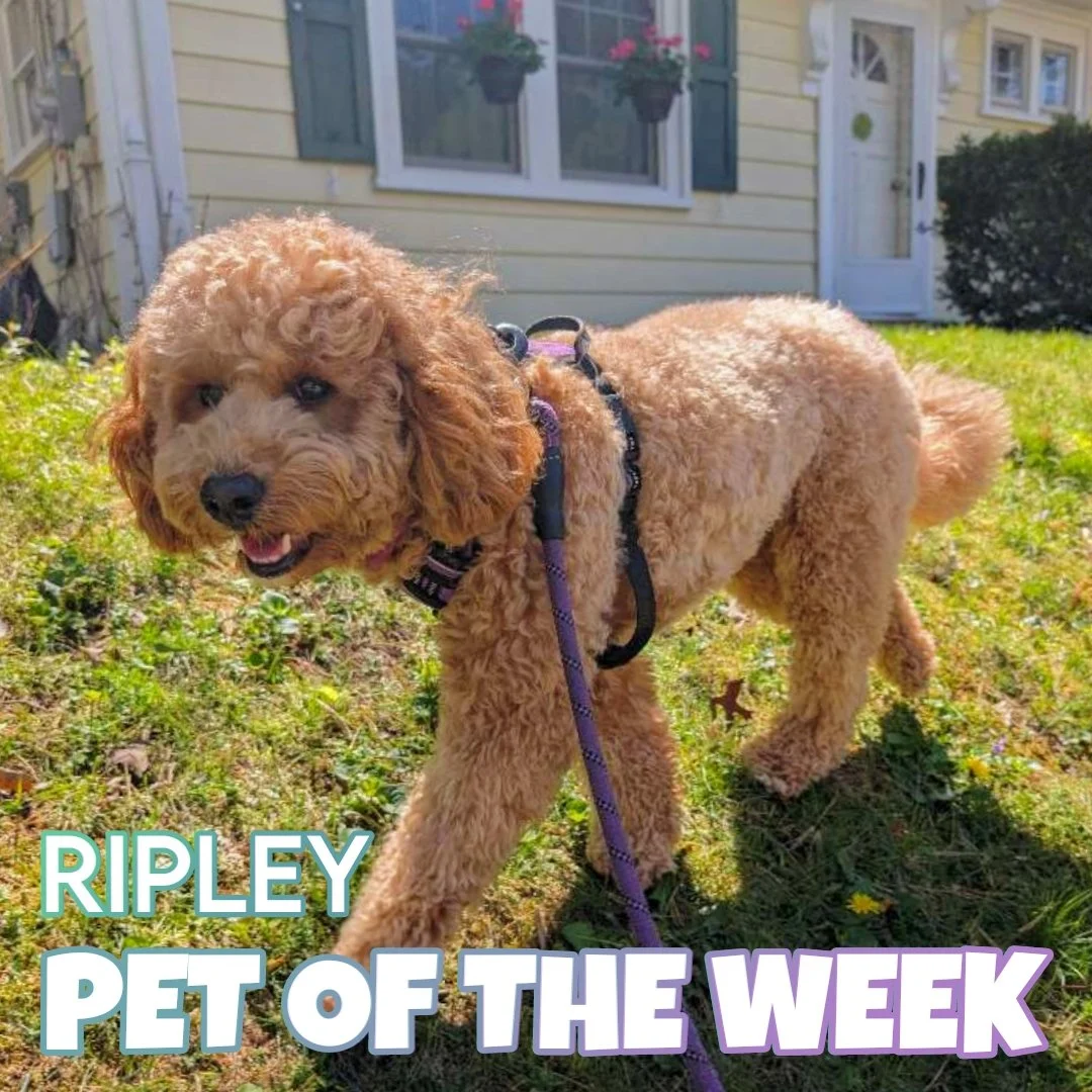 🐾 Ripley 🐾