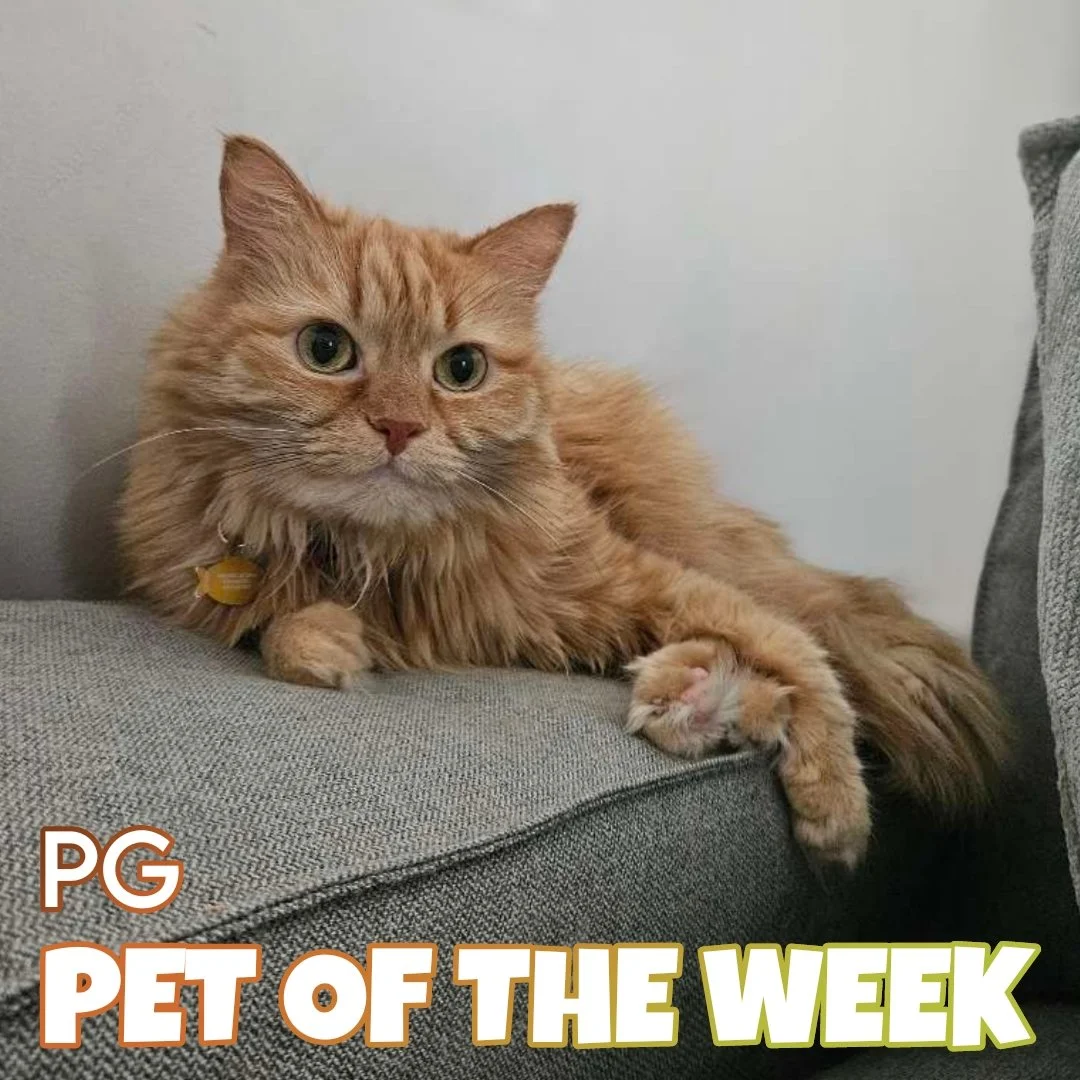 🐾 PG 🐾