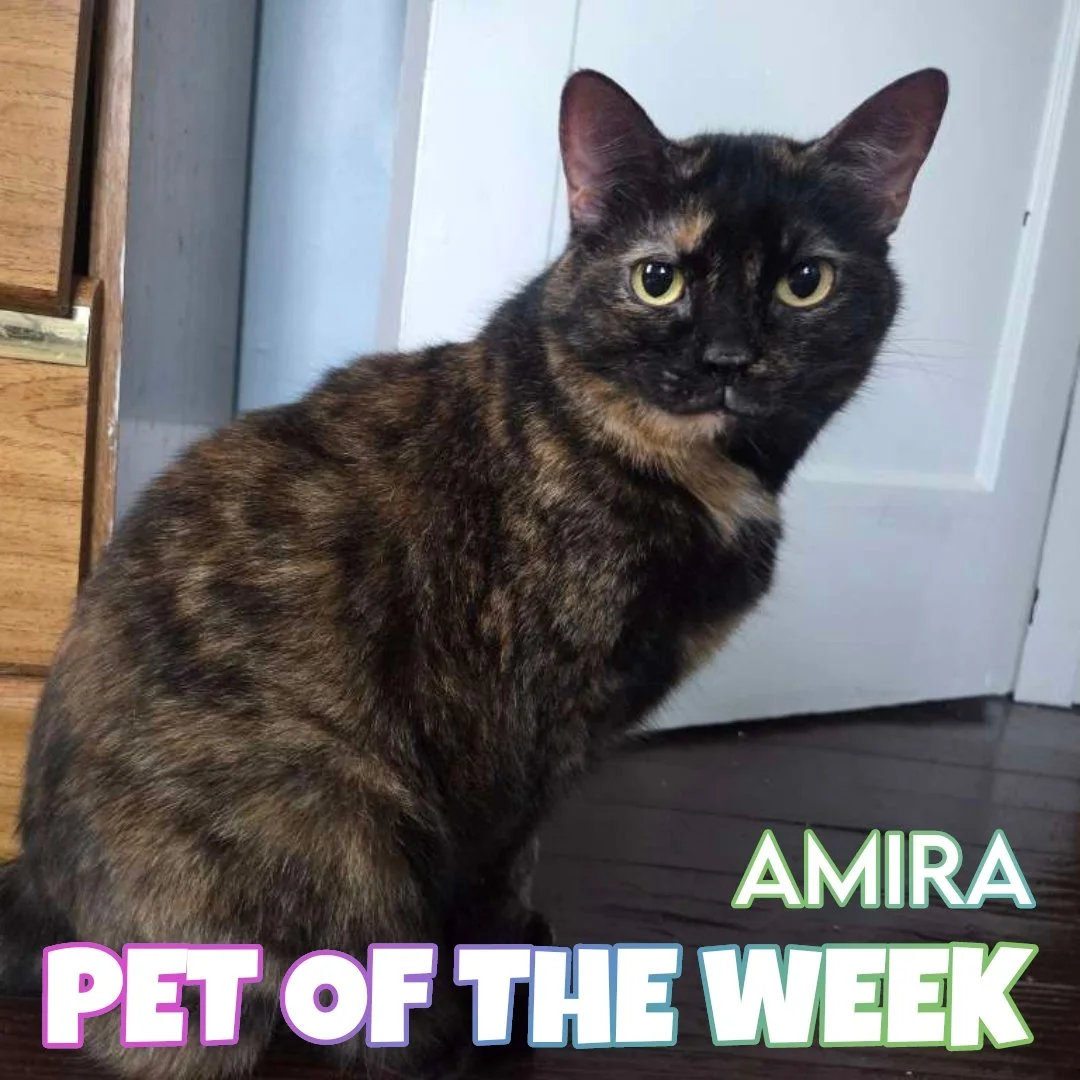 🐾 Amira 🐾