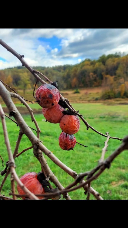 Now Serving at Pen Druid Brewing and farm in Sperryville — Sumac VA