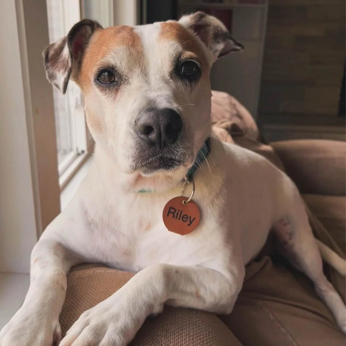 Starting the week off right with some cute photos of our furry customers 🐈🐕❤️

Photos were taken from ou customers&rsquo; reviews on Etsy! (The human ones in this case 😅)

#customerreviews #cutedogpics #cutecatpics #petsaccessories #customdogtags
