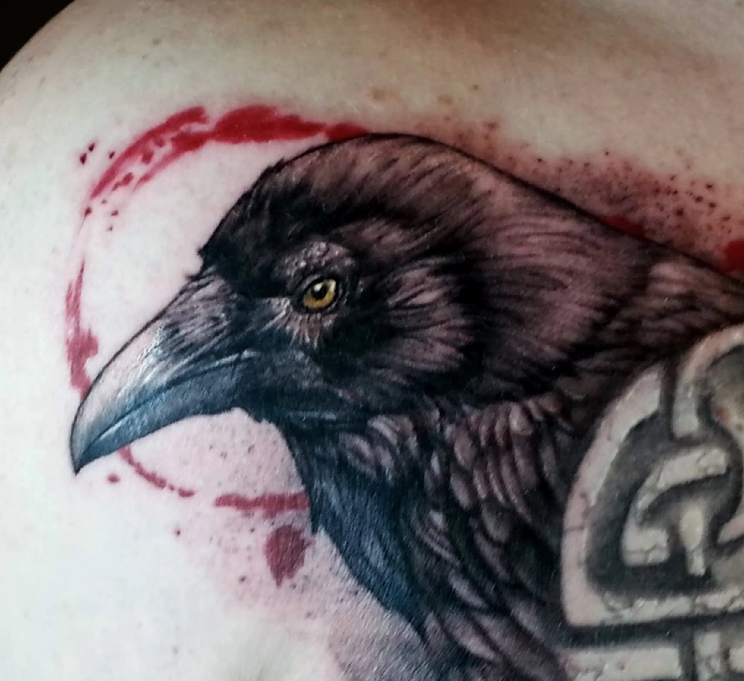 Crow.jpeg