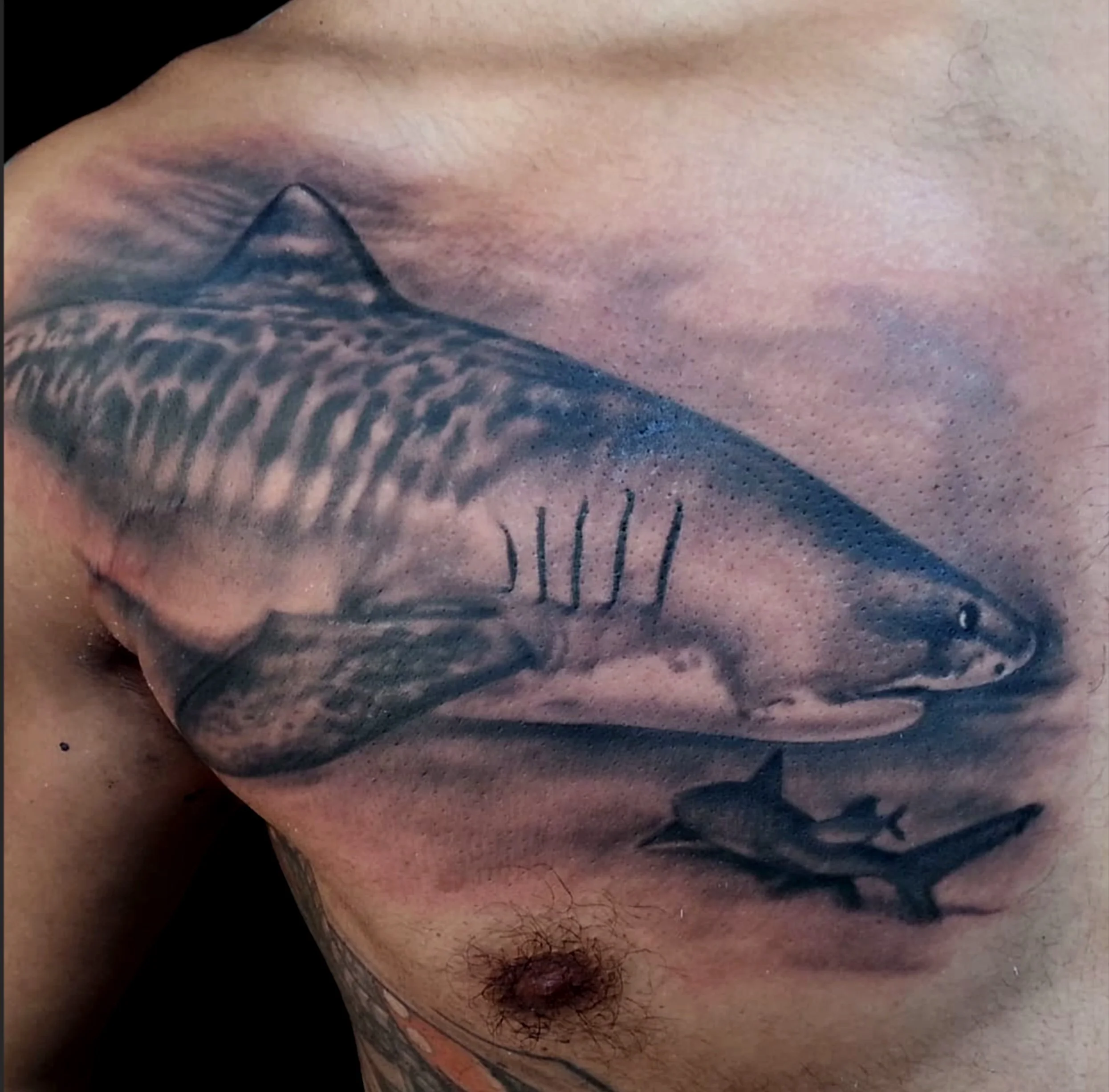 Shark.jpeg