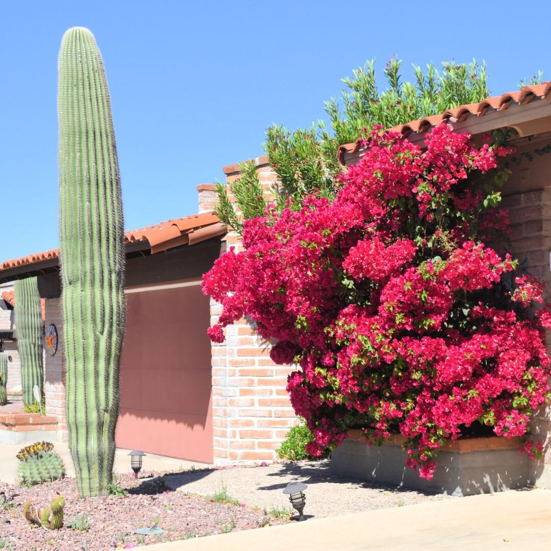 Maintain your landscaping in Tucson's dry climate! 🌵💧 Water plants deeply and infrequently, and trim overgrown vegetation to prevent fire hazards. 

Need help with landscaping? We can connect you with local landscapers. 

#LandscapingTips #HomeMain
