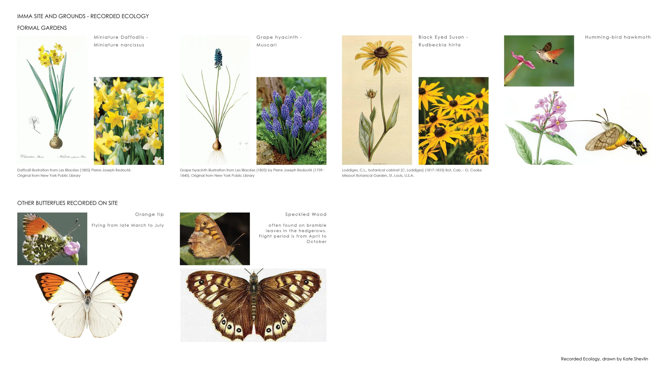 Kate Shevlin - IMMA Site & Gardens recorded ecology 14/18