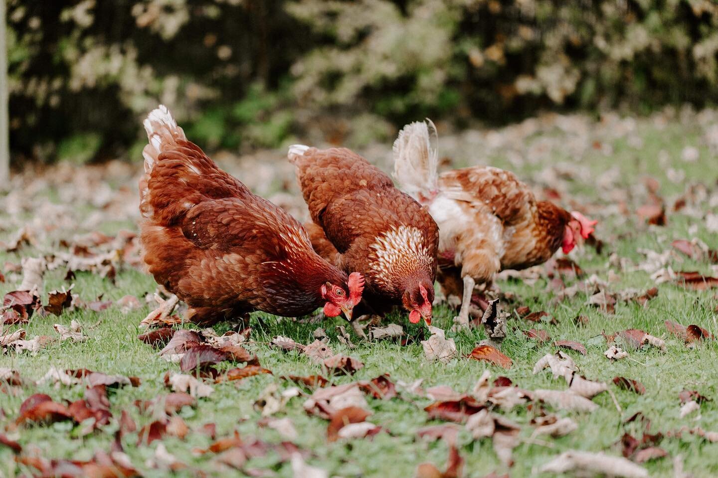 Happy Monday folks! 🐓🌿⁠⠀
⁠⠀
Looking for a post-lockdown staycation? We have limited availability in April and May and would love to welcome you! ⁠⠀
⁠⠀
Get in touch &rarr; hillhousefarmcottages.com⁠⠀
⁠⠀
#freerange #vegansofig #rescuechickens #hillho