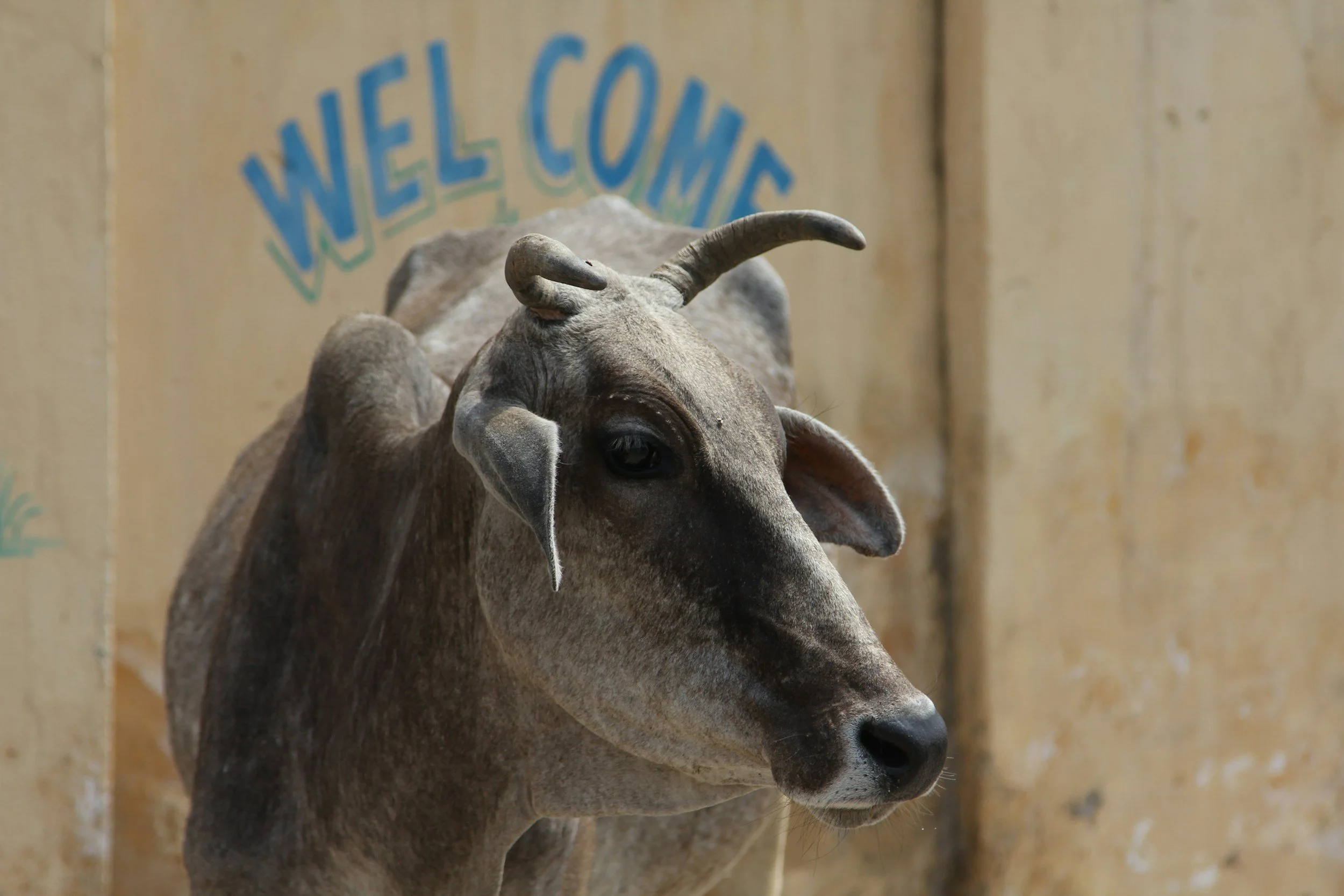 A foolproof, no-nonsense, Welcome email framework you can use for your business