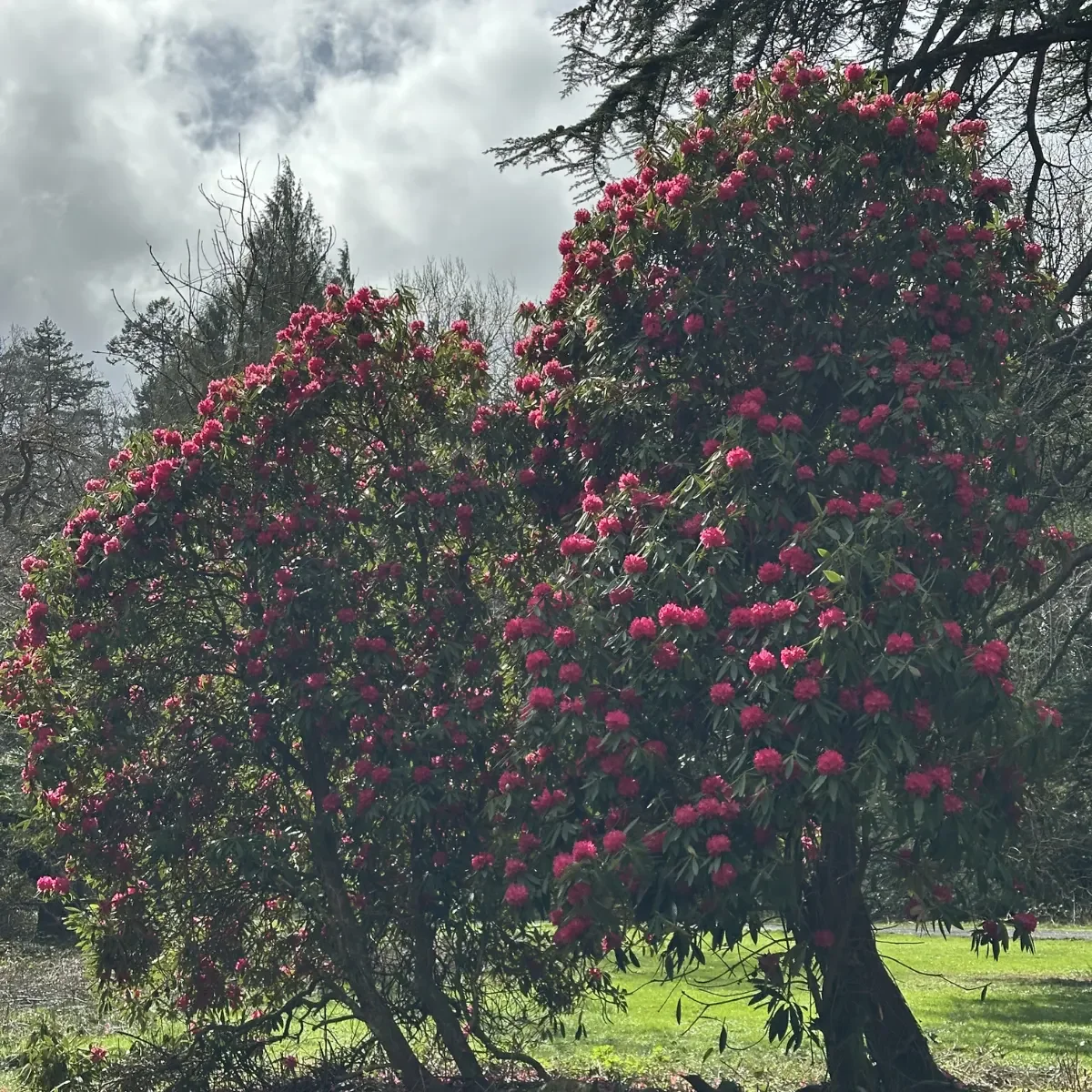 Farnham Estate 9.webp