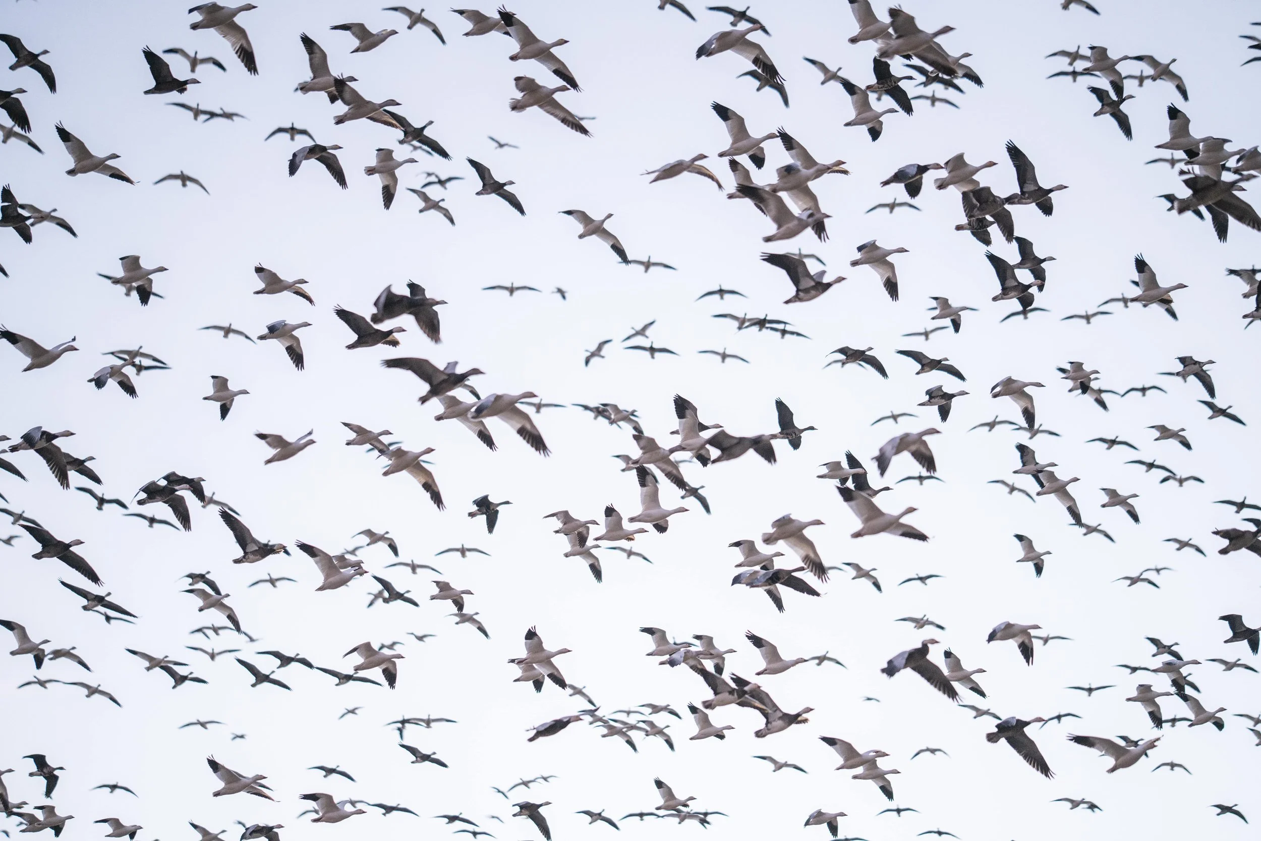  ARKANSAS CONSERVATION SNOW GEESE