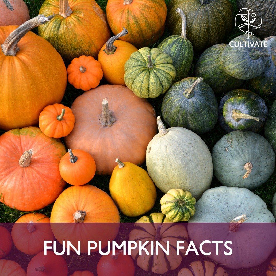 Are you enjoying the beauty and delicious flavor of all that fall has to offer? Here fun facts about the big orange fruit we call pumpkins.

Pumpkins are related to cucumbers, melons, and luffas.

Uncut pumpkins can be stored up to three months in a 