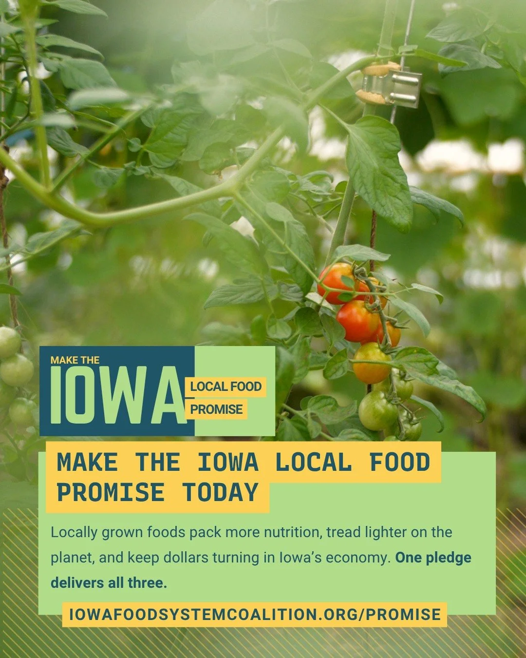 It's not too late to make the Iowa Local Food Promise! 
Join the @iowafoodsystemcoalition in putting your dollars where your values are 🍅 Tell us how much of your weekly food budget you&rsquo;ll dedicate to local farms this summer. It takes 30 secon