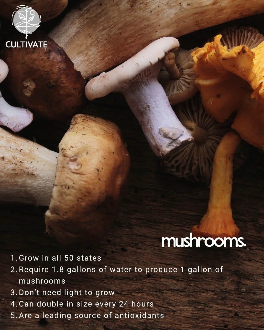 Did you know how incredible mushrooms are?! They are a powerhouse of nutrients, are gentle on the planet, and can grow in very unique environments. Join us at the @iowafoodcoop to learn all about fungi from @joygrow π 
THIS SATURDAY, October 25th