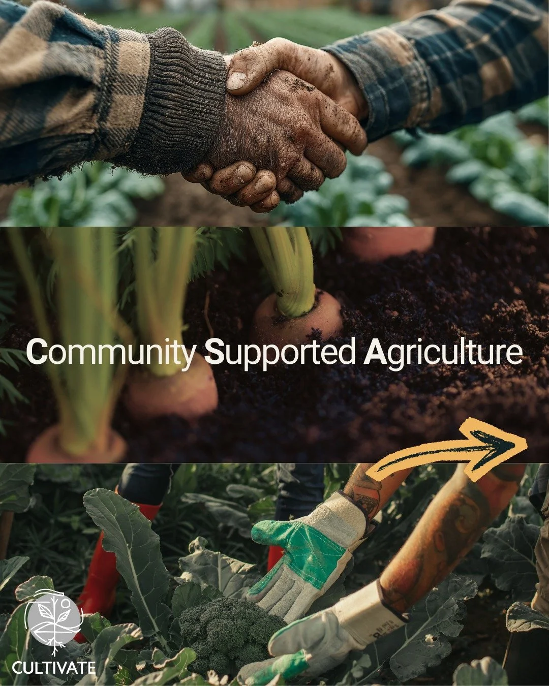 Now is the time to be preparing for local food throughout the summer ☀ Community Supported Agriculture (CSA) boxes have so many benefits, and many are open now! Most CSA boxes are an upfront commitment from the consumer (you), which helps the farmer 