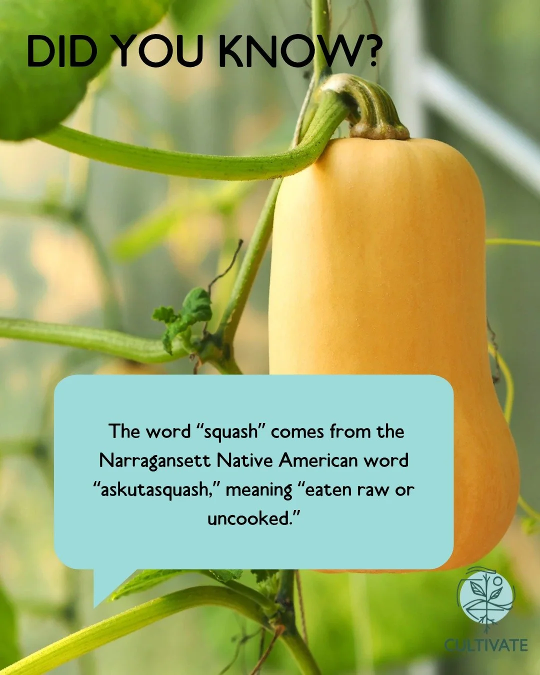 THIS SATURDAY! Learn more about all types of squash at our Cultivate Your Plate event Saturday, October 17th from 5-6:30 PM at the @iowafoodcoop 🎃

Grab your ticket on our website and come hungry because we will share a locally-sourced meal at the e
