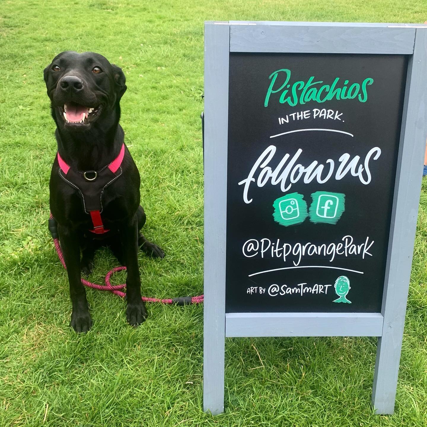 Woof ft. Jess @pitpgrangepark 🥰💖✨#chalkboardart #signage #aboard #signwriting #artdaily #supportlocal #pistachios #pets #park #sunshine #doggo #cafe #local