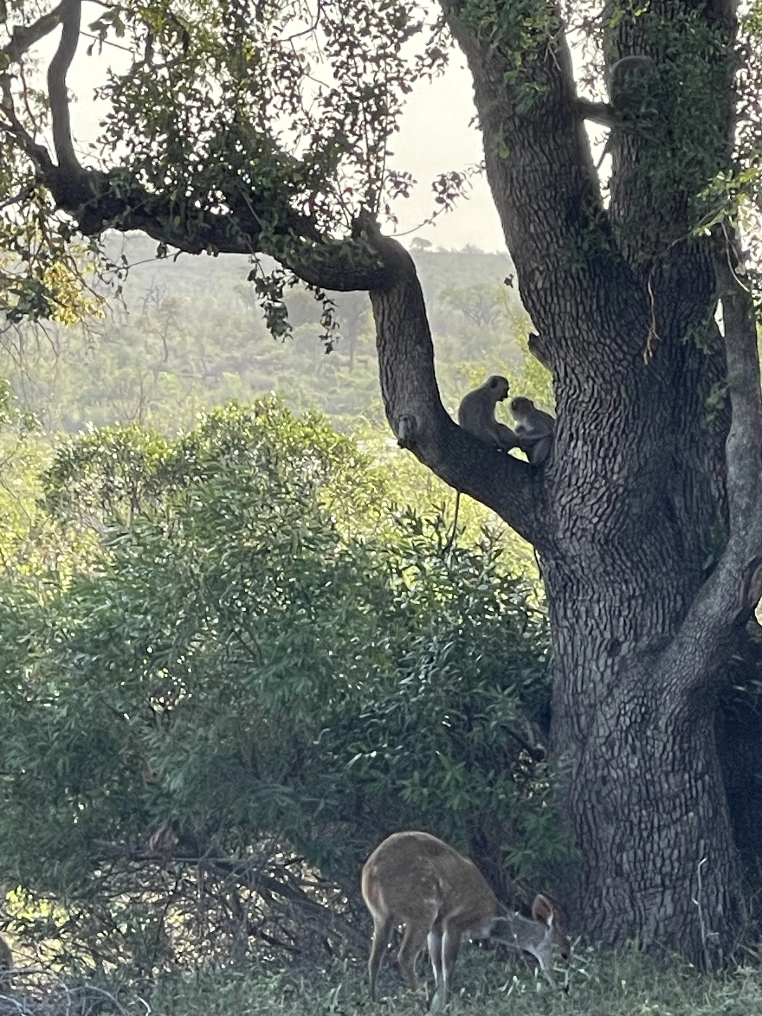 monkey siblings with water buck