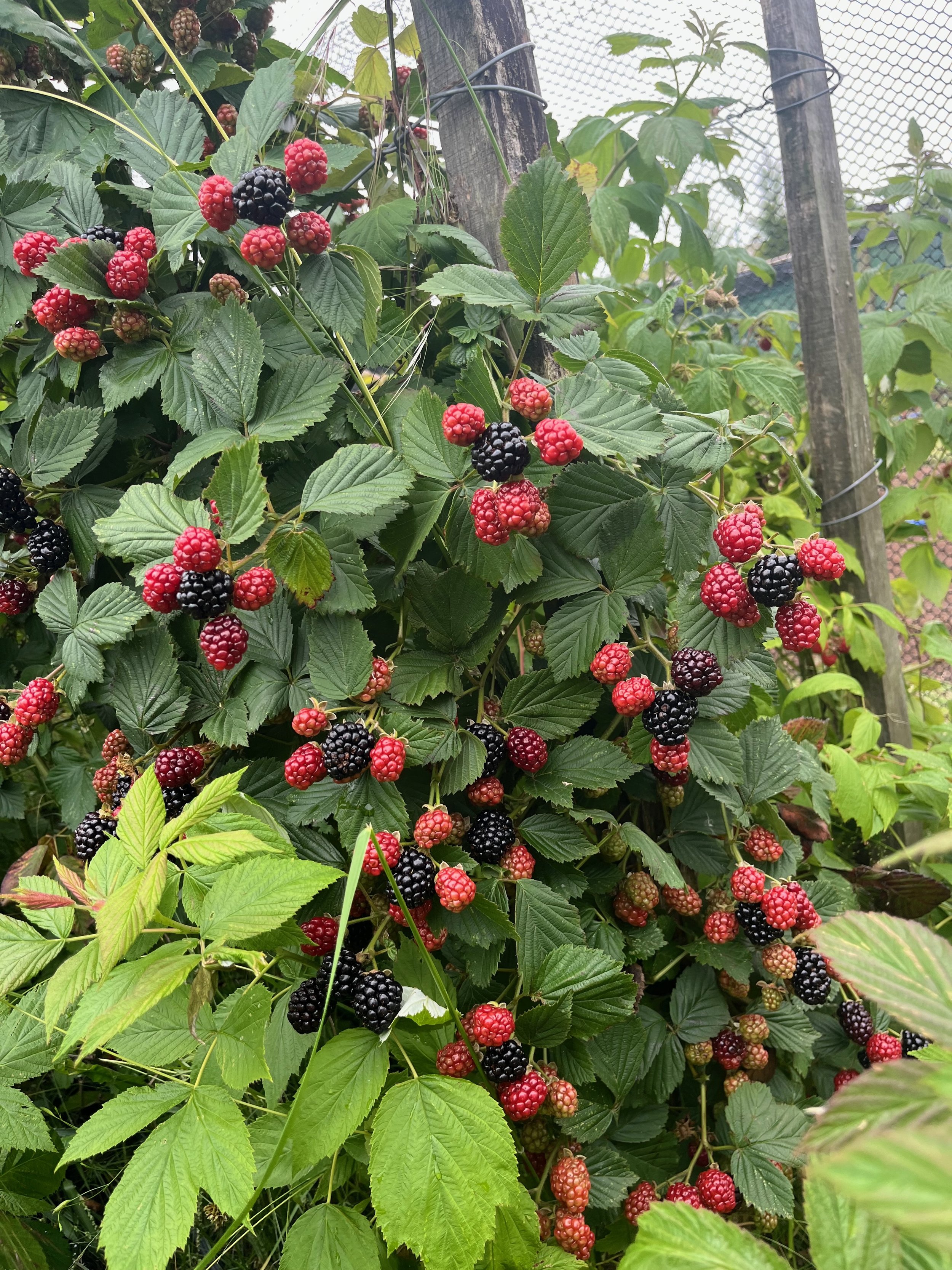 A blackberry bush with clusters of ripe and unripe blackberries and green leaves.