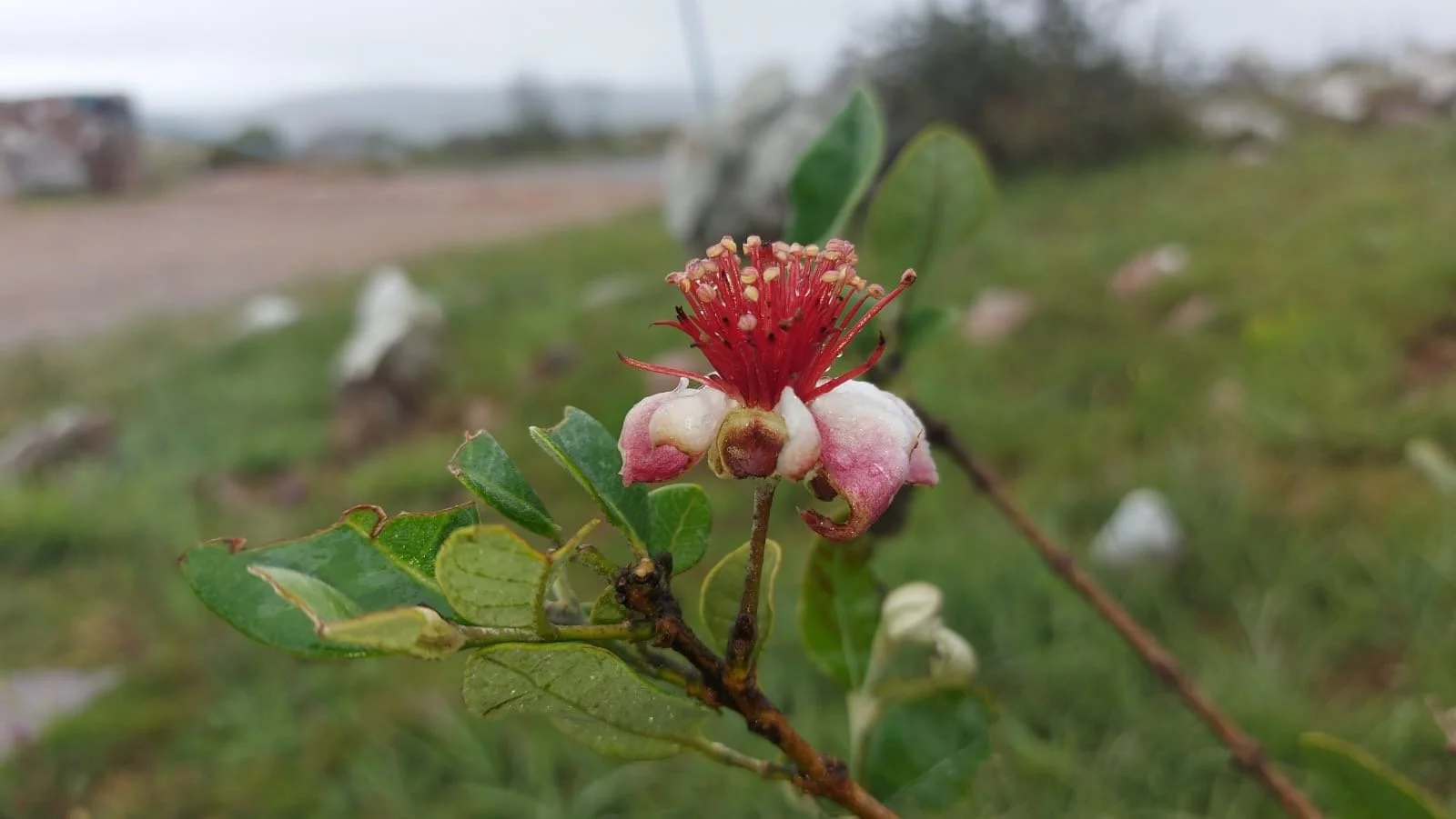 Close-up of a small white and pink flower with red stamens, on a green leafy branch, blurred background of an outdoor landscape.
