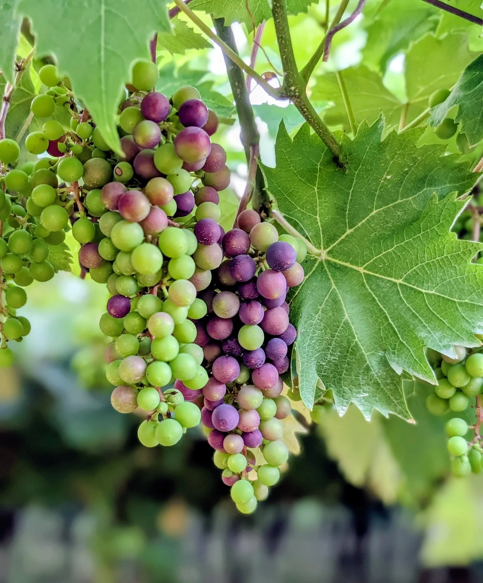A close-up of a grapevine with green and purple grapes hanging from the vine, surrounded by large green grape leaves.
