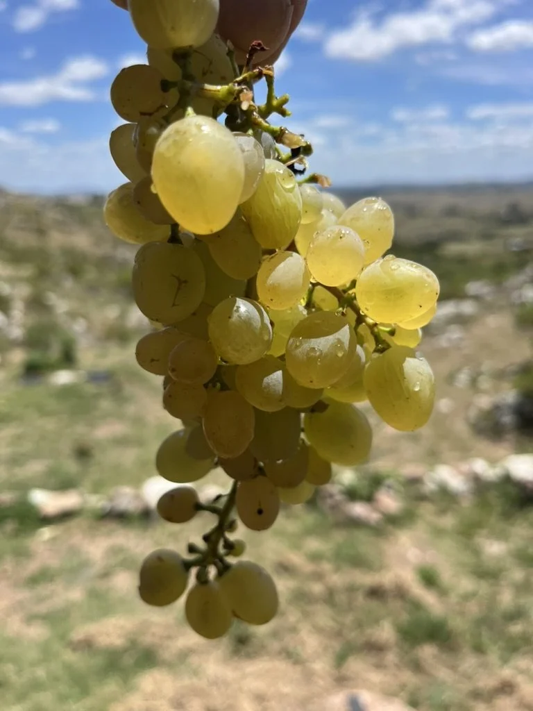Close-up of a bunch of yellow grapes hanging outdoors with a blurred landscape and blue sky in the background.
