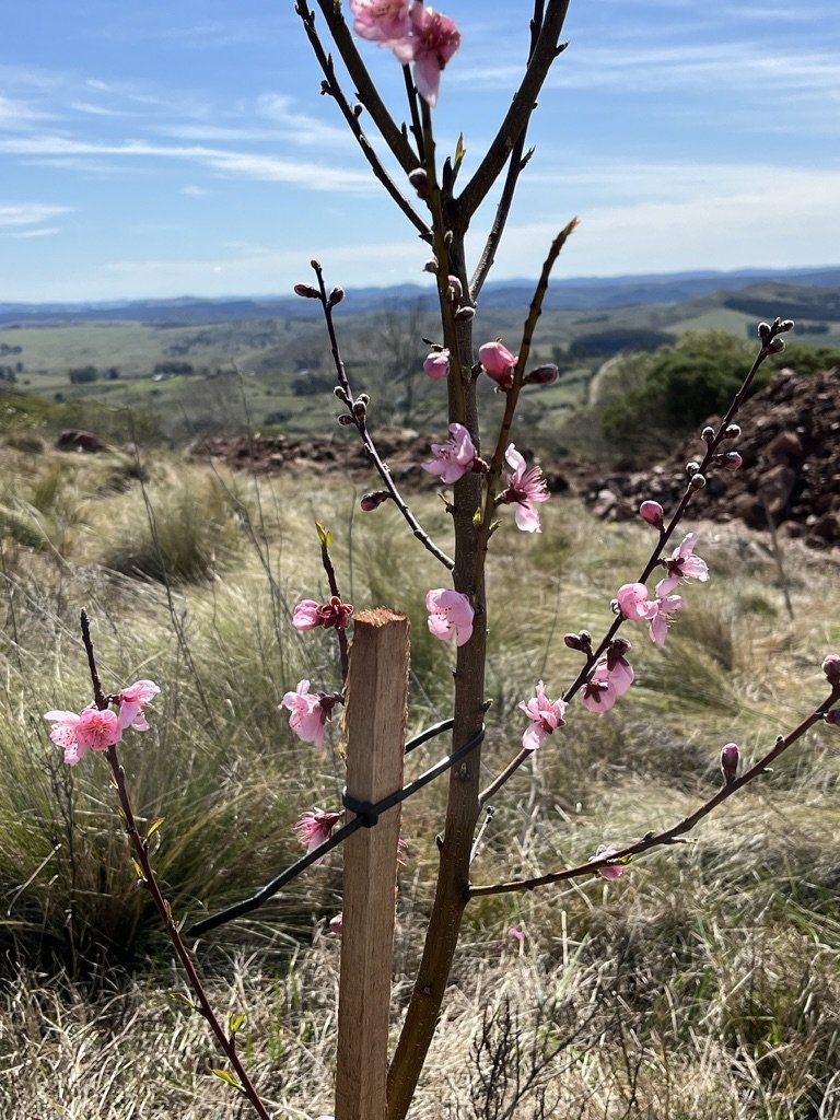 Young pink flowering tree seedling supported by a wooden stake in a grassy field with rolling hills and blue sky in the background.