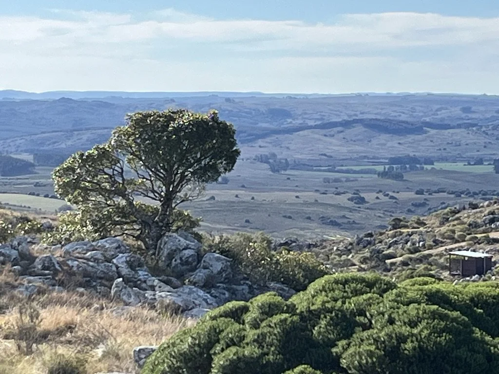 Scenic landscape featuring a lone tree on a rocky hillside, with green bushes in the foreground and rolling hills in the background under a partly cloudy sky.