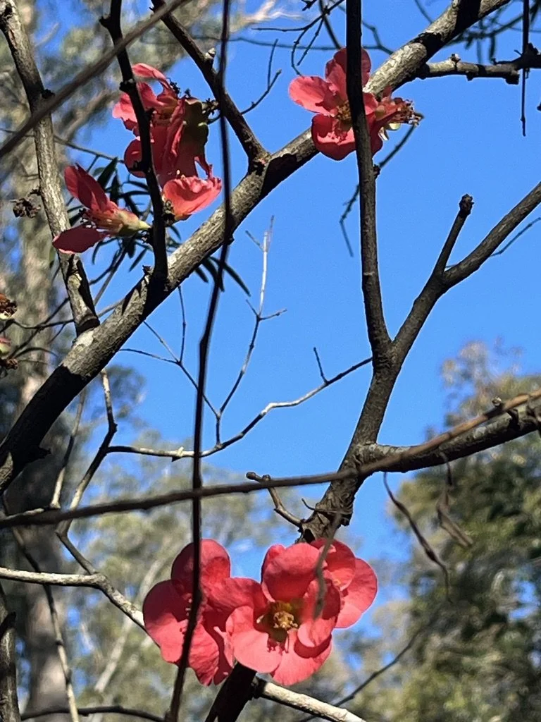Pink flowers blooming on a tree branch against a bright blue sky.