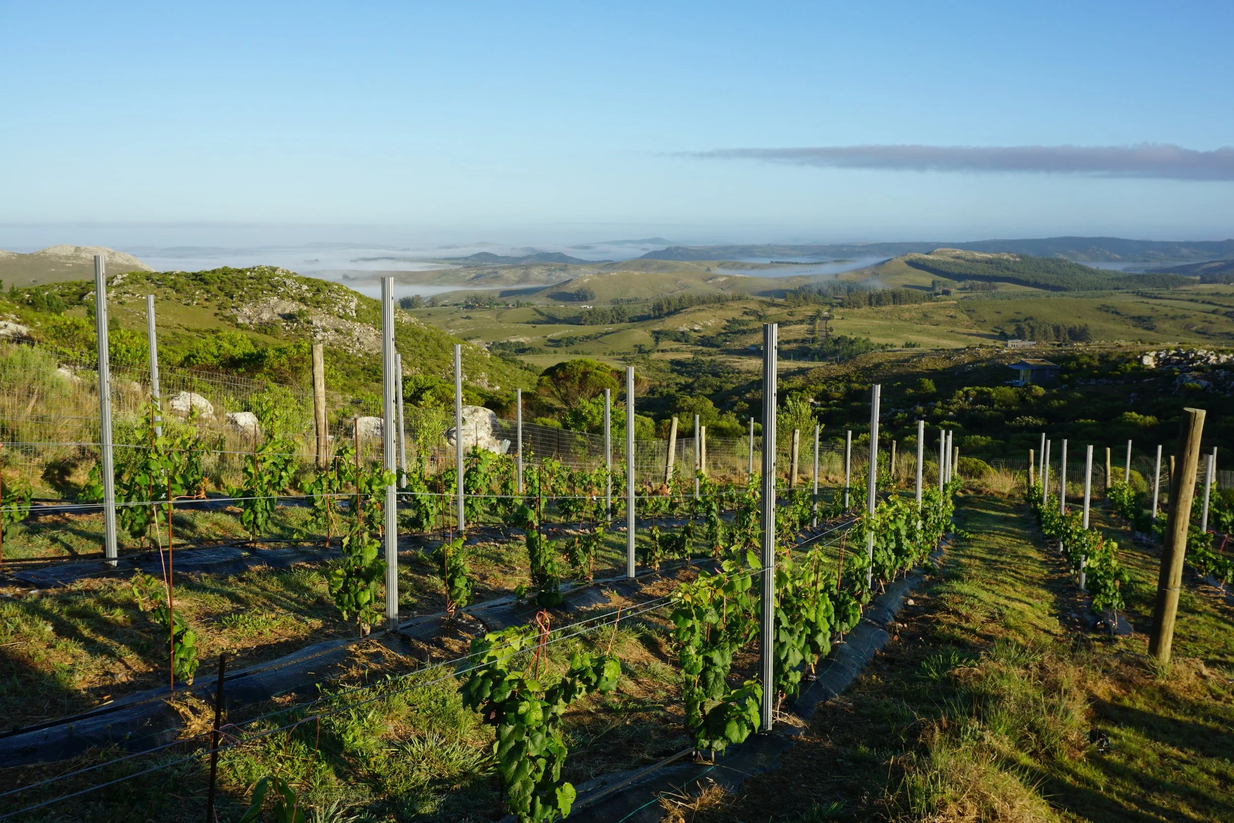 Vineyard on rolling hills with green grapevines supported by trellises, overlooking distant hills and water under a blue sky.