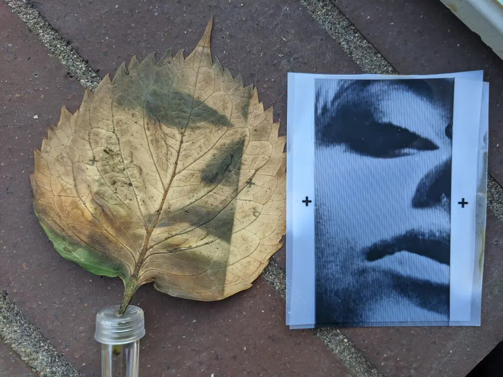 ContactLeaf.jpg