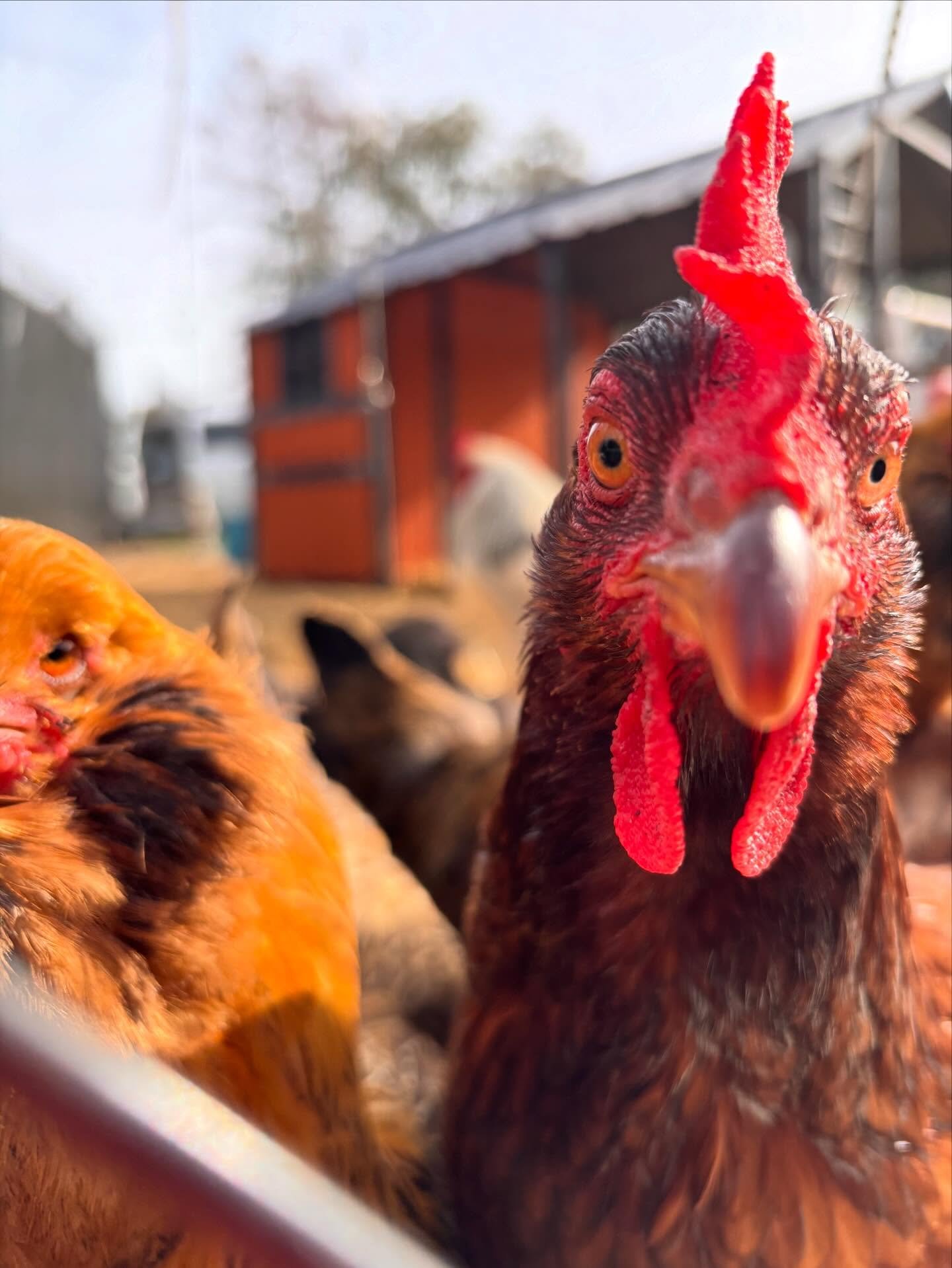 Chicken Love. ❤️