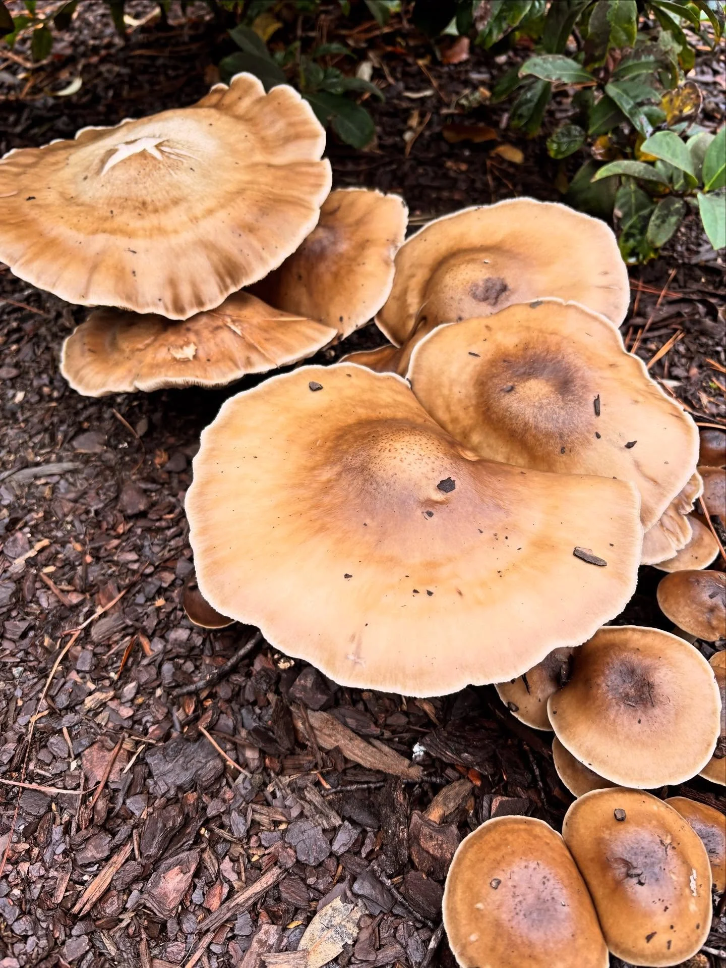 Hmmm, one foraging workshop. Pretty sure I should leave these be. #mushrooms #50/50 #nature