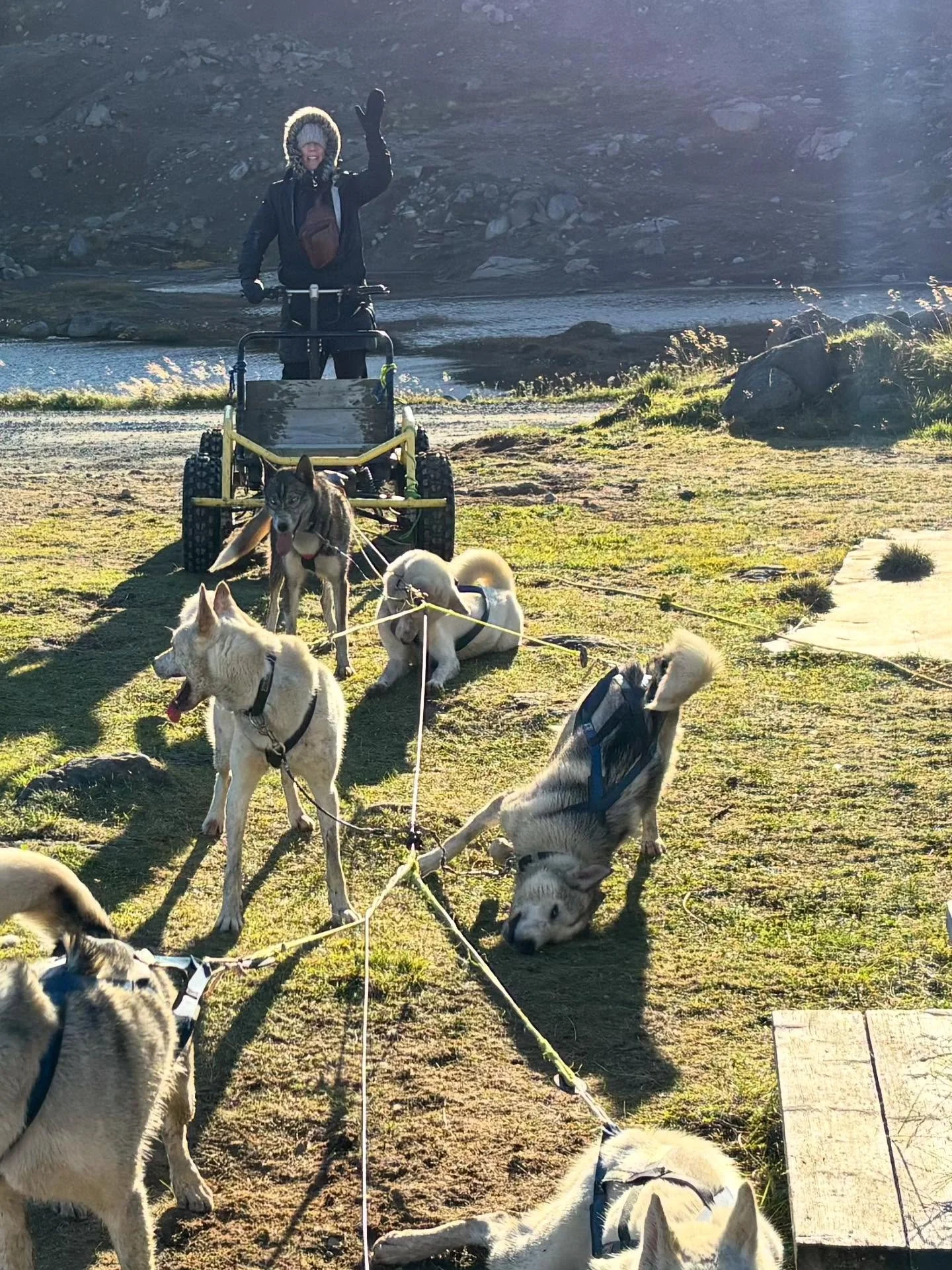 Dog sledding 101. #travel #norway