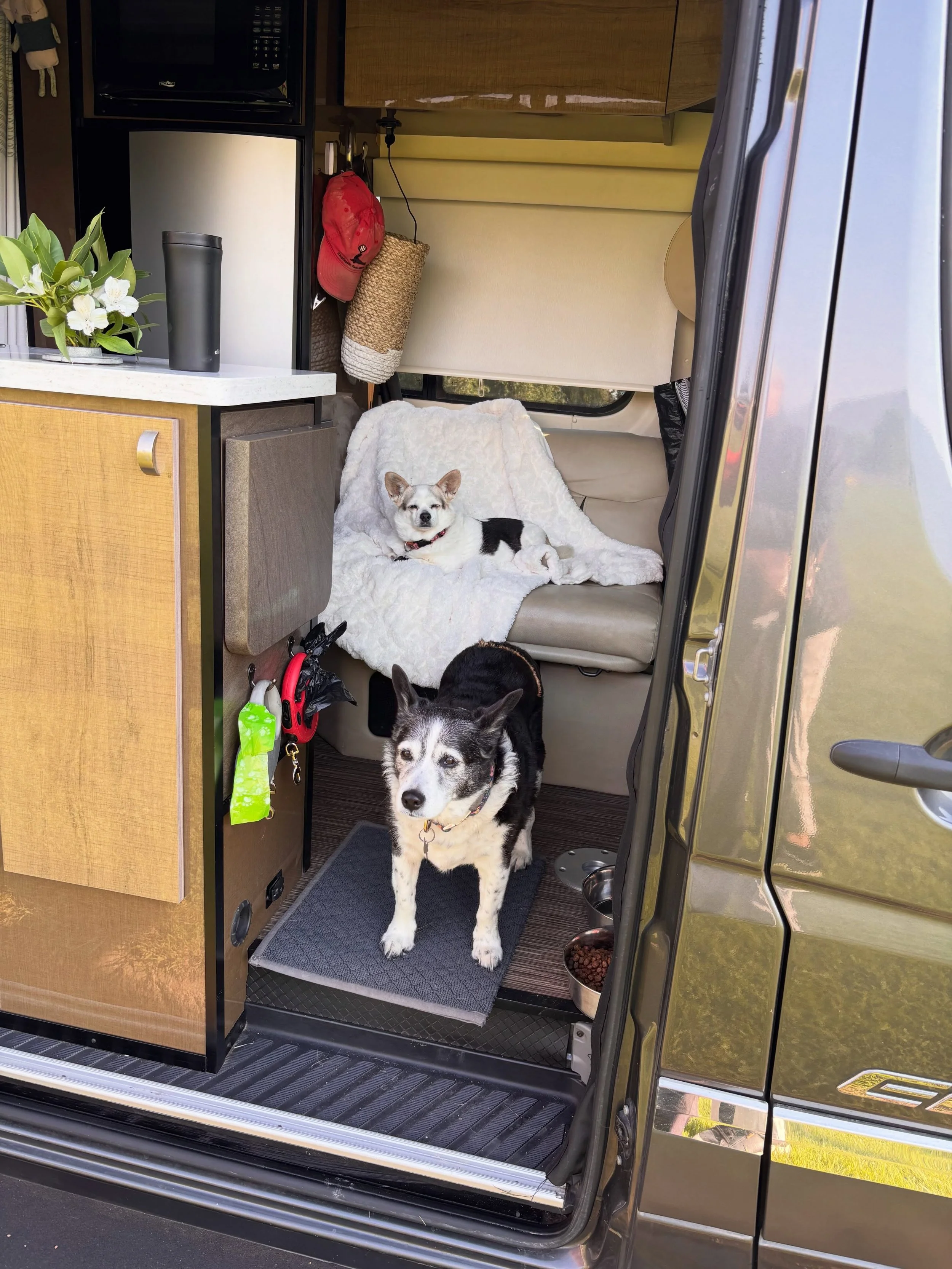 They have no navigation skills and are terrible drivers, but they are cute. #vandogs