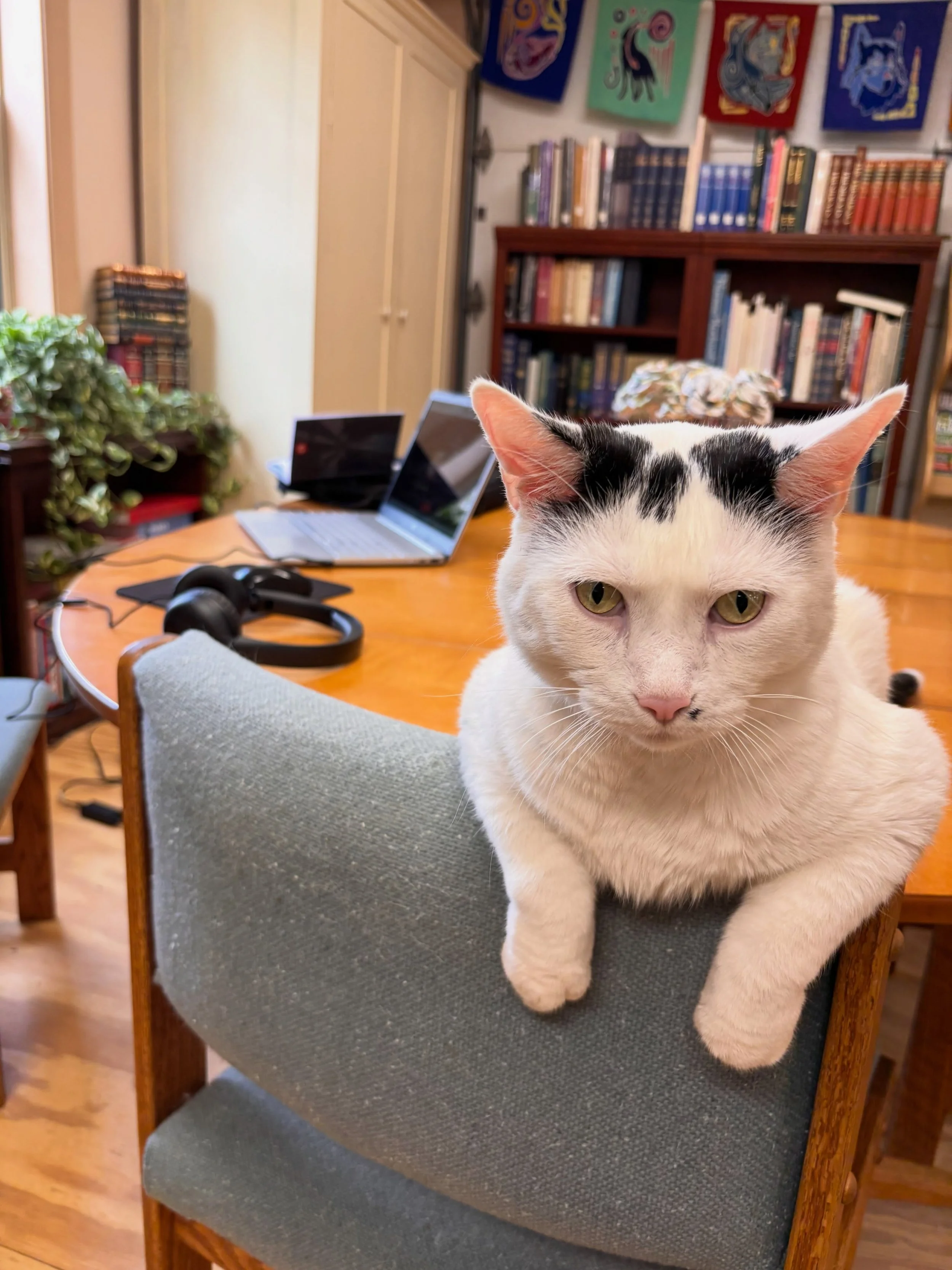 This is Holmes, the resident cat at Lake City&rsquo;s library. Pure cuteness and surprisingly talented at copy editing. 🐈💕📕