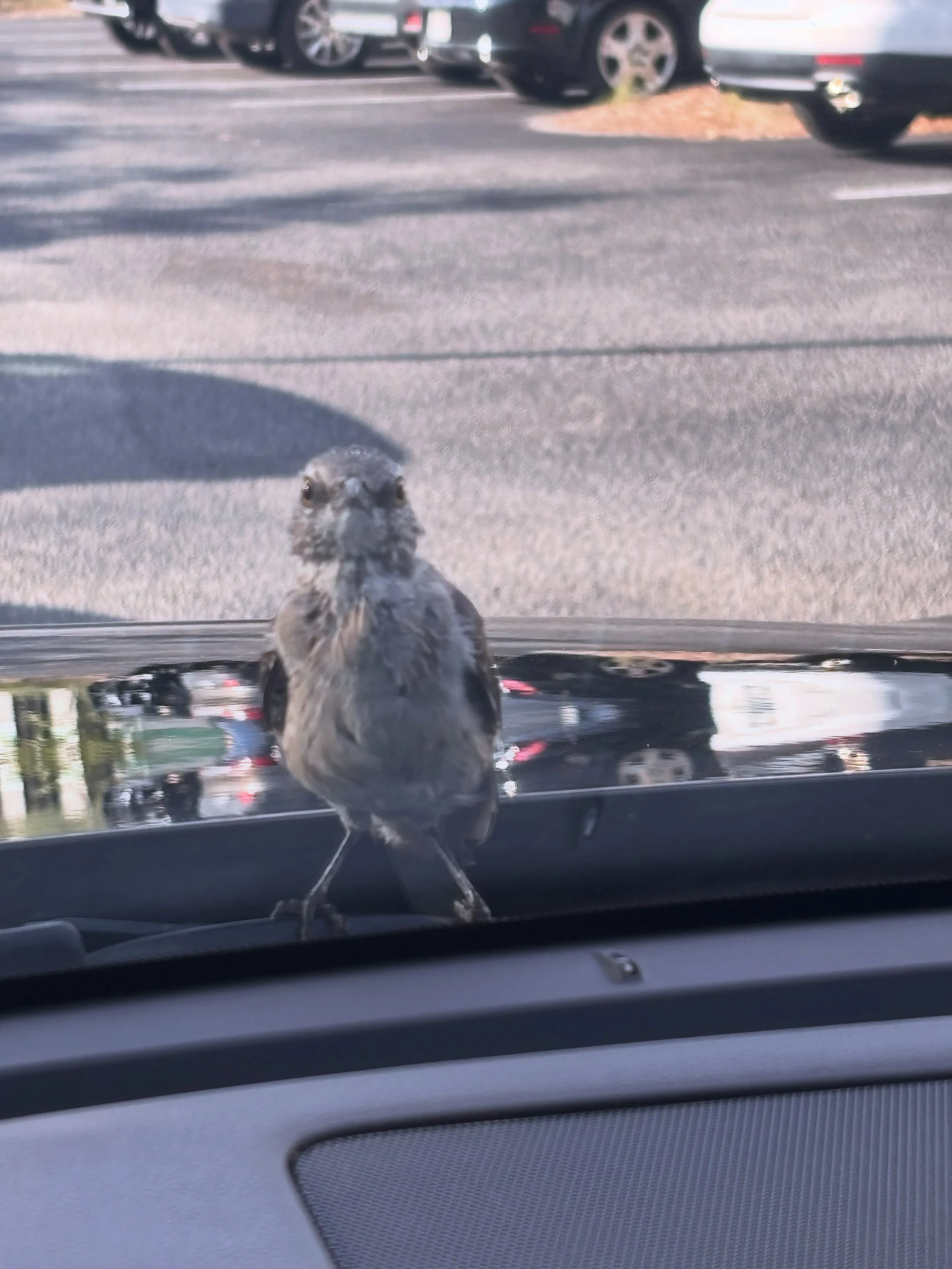 Got the stare down through my windshield from this cutie. She wouldn&rsquo;t leave my car. So of course, I made it into a staring contest, and I did not win. She definitely had game.