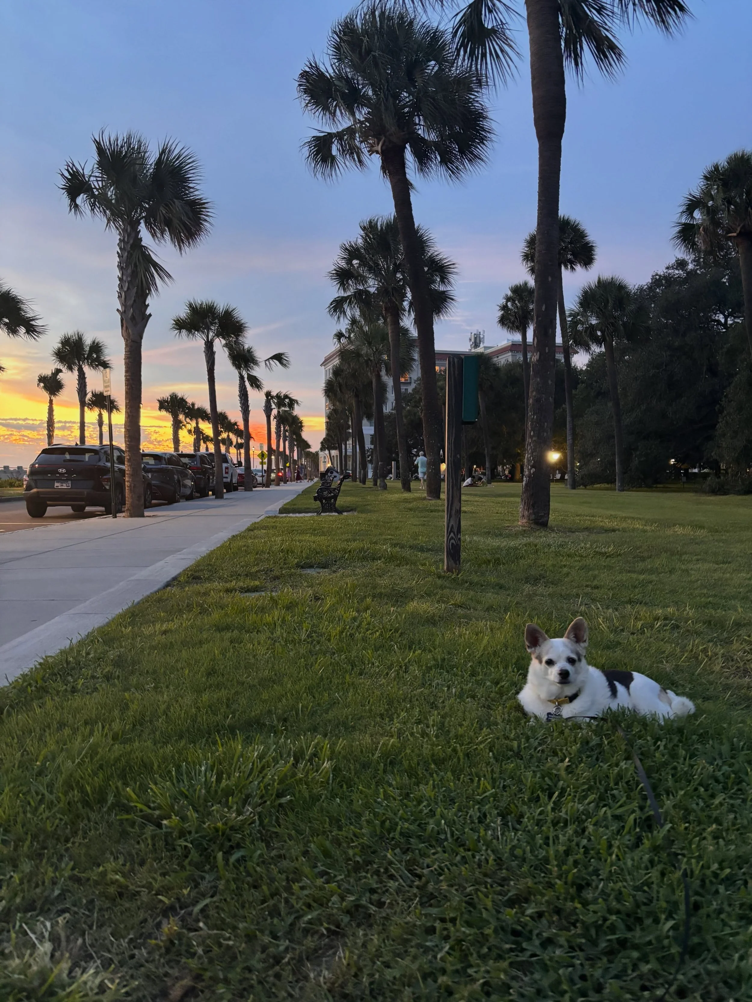 Lounging downtown. ❤️ Charleston.