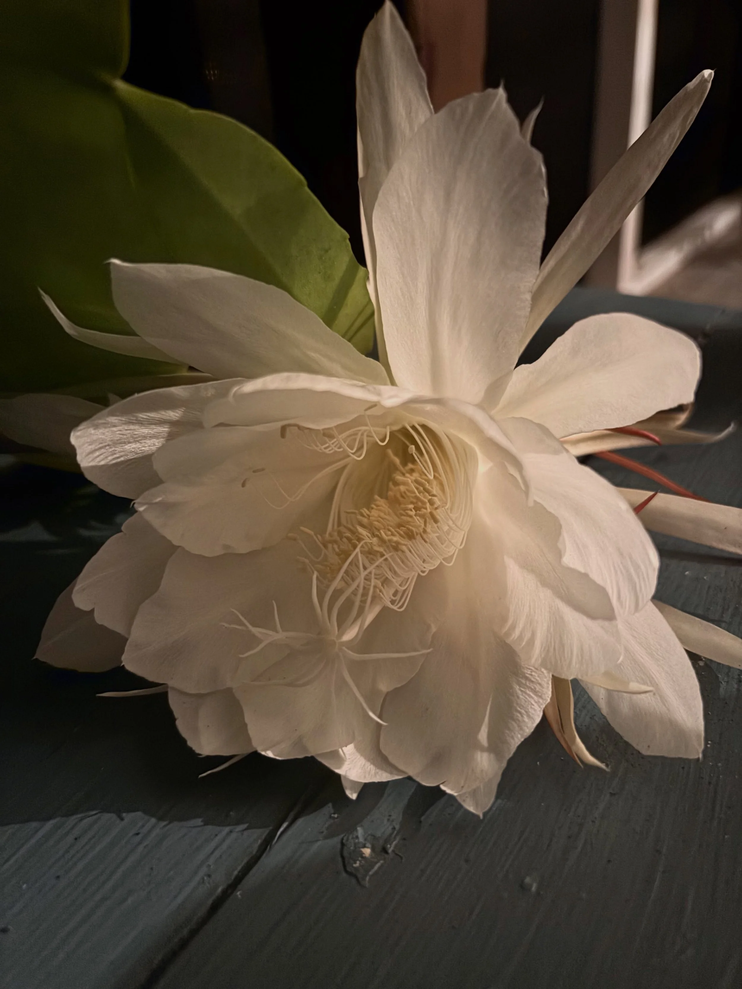 It bloomed! One of the most magical moments (okay, four hours) for a flower geek like me. My Night-Blooming Cereus had three blooms - missed the first two opening but caught the last one. A Night-Bloomer literally blooms overnight then it&rsquo;s don