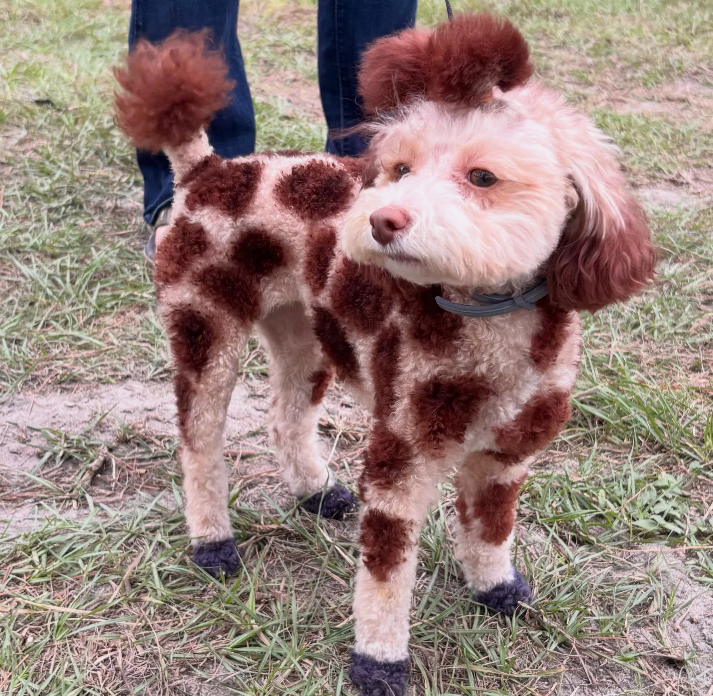 A little break between EVIE PR to share that I met the happiest, most adorable giraffe at @overland.south this weekend. 😳😂🐶