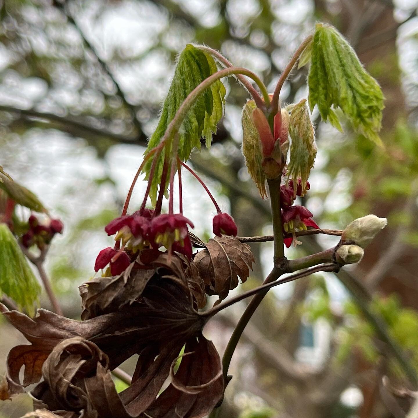 both/and
today I&rsquo;m curious about this tree holding on to the old while budding the new 🌱