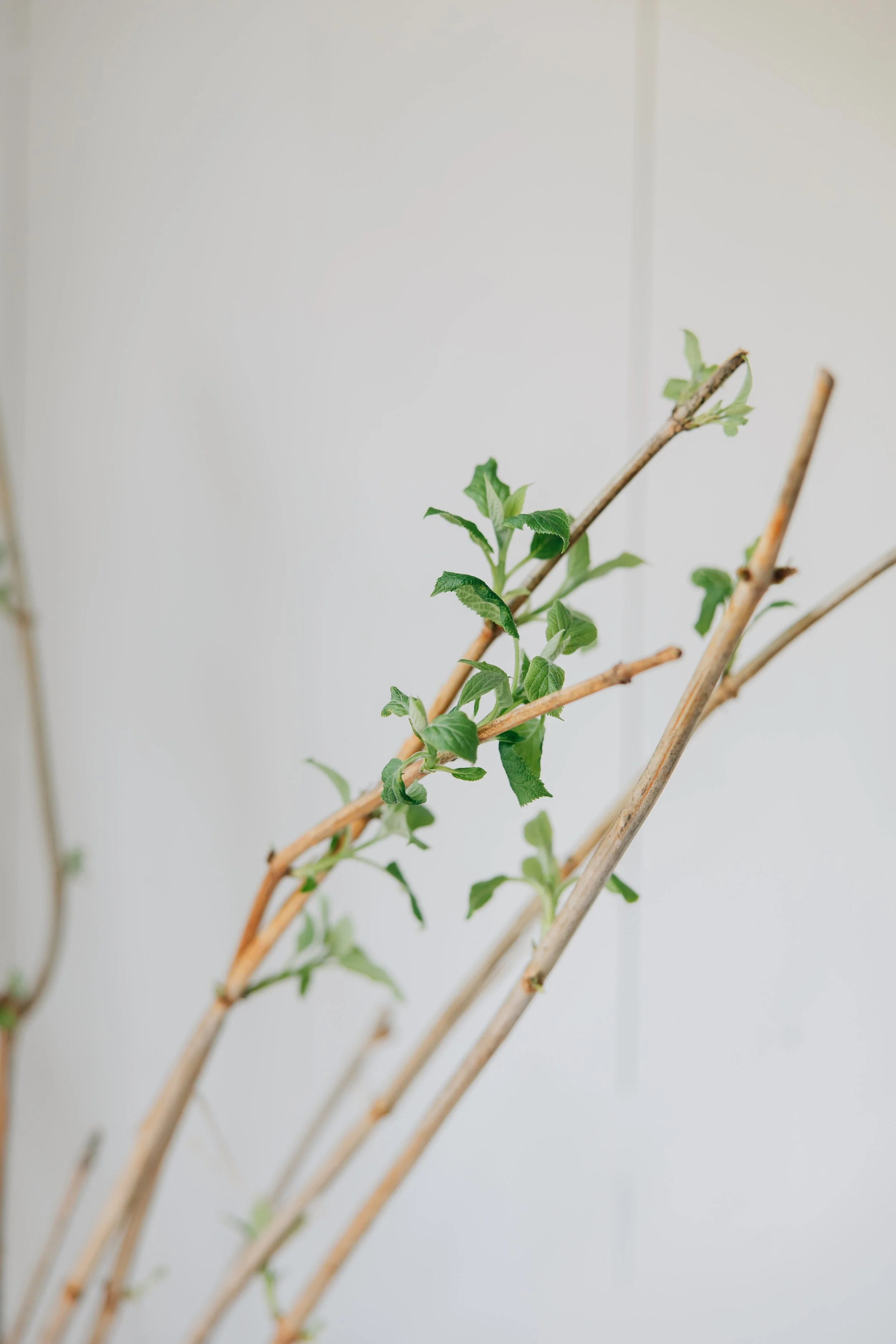 The Words of Late Winter.