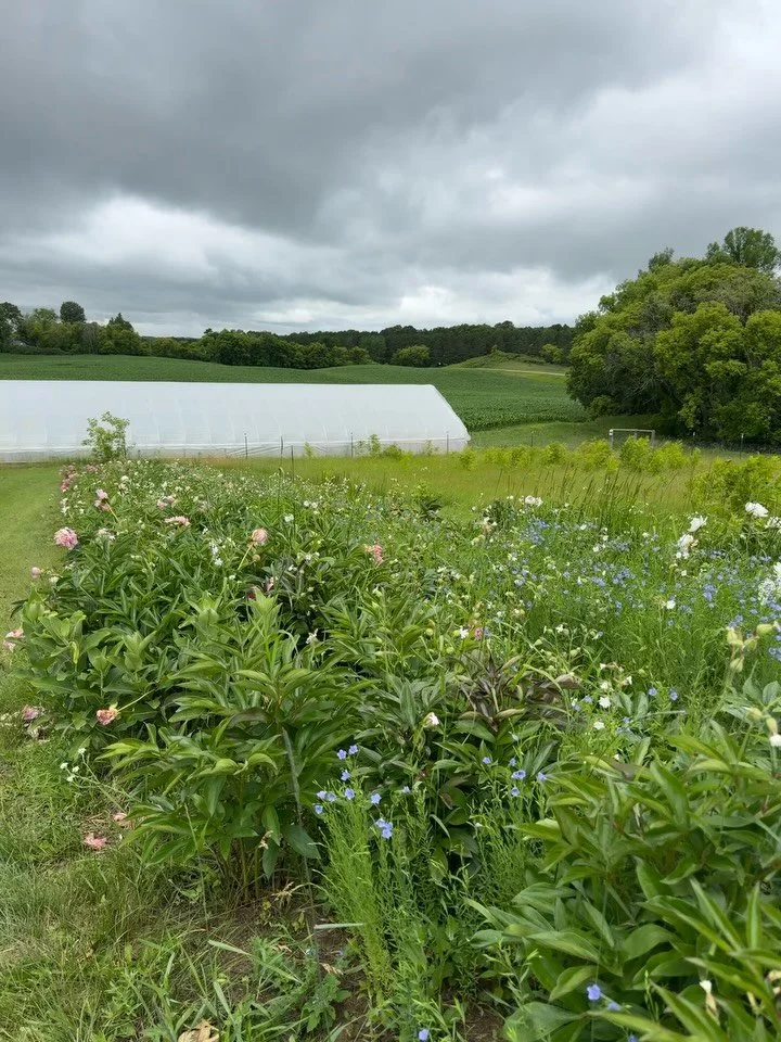 Wednesday June 24th - What&rsquo;s blooming in the U-Pick field at True Blue?!

The fields are in their &ldquo;scavenger hunt phase&rdquo;! A few things are blooming but the peonies are finished and the rest of the field is just getting its very firs