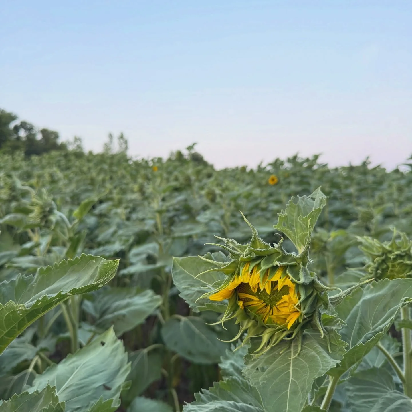 I guess my dad wanted to get in on some of the flower farmer action because he planted a little plot of sunflowers across the driveway from the flower field this year and they&rsquo;re just starting to bloom!

As they open in the next week or you are