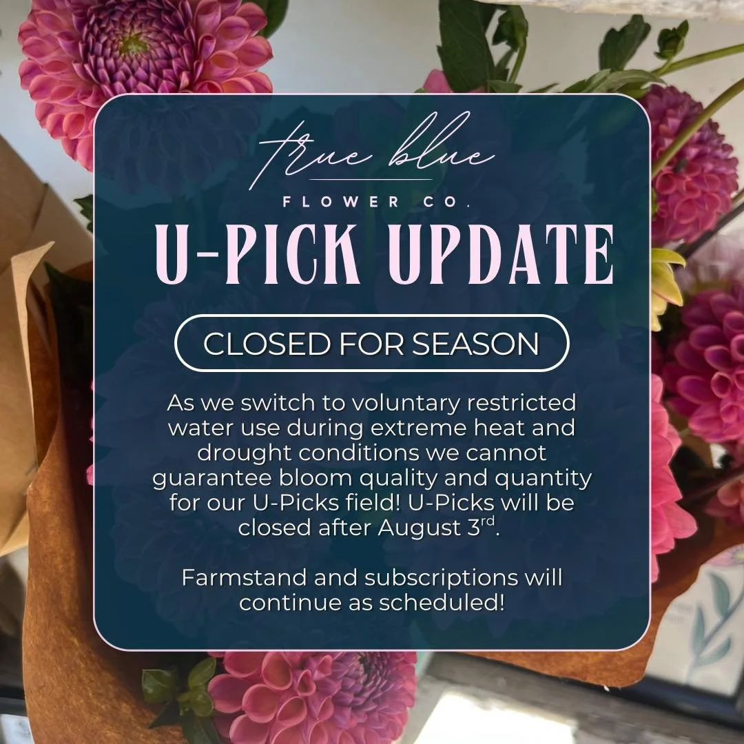 Unfortunate update! After Sunday August 3rd U-Picks will be CLOSED.

As we switch to voluntary restricted water use due to extreme heat and drought conditions I cannot guarantee the quality or quantity of blooms for our U-Picks. After August 3rd I wi