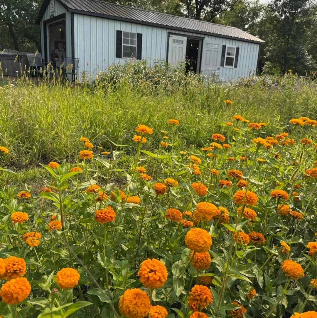 Surprise! End of Season U-Pick Special!

U-Picks will be open at a discounted rate of $25 through the rest of the season! We debated keeping the field closed after August 3rd but a timely rain and cooler days have given us a the chance to share the f