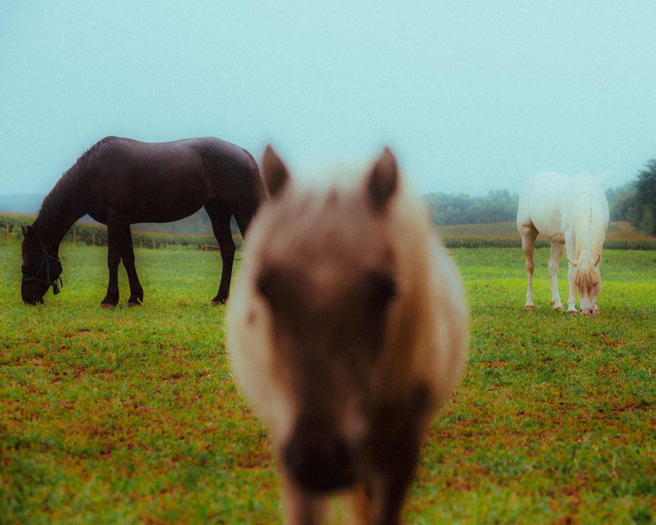 Horses.jpg