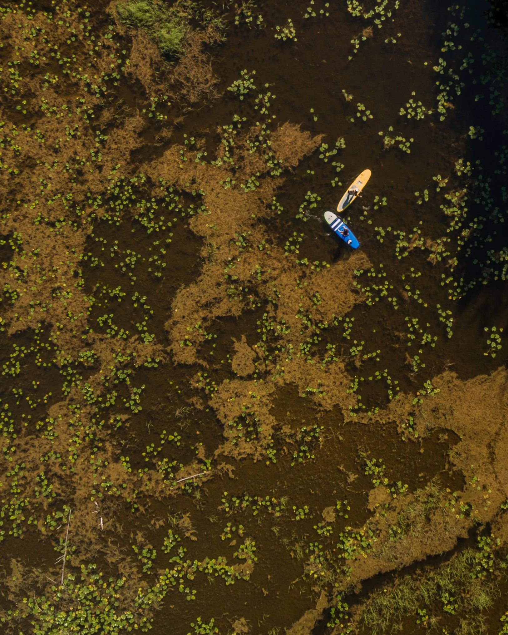 lily paddle.jpg