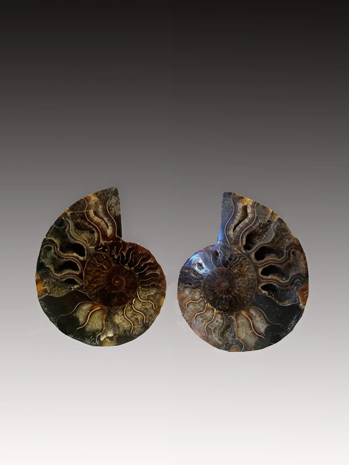 Ammonite Fossil pairs, www.intriguegallery.com